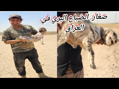 صغار الضباع البري في العراق الجزء الثاني النتظرونا