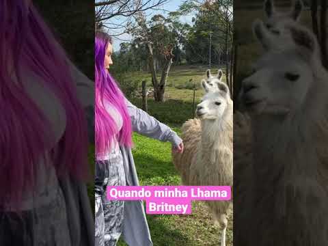 MINHA LHAMA ME CHEIRANDO, será que eu tava fedida? #shorts