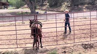 Smoken Gunner X Heart Felt Response Colt 