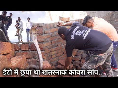 ईटो में छुपा था कोबरा सांप, काम करते हुए बाल बाल बच गए Rescue Indian cobra snake