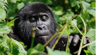 YouTube video thumbnail: Scientists Turn to Edna to Protect Rwanda’s Mountain Gorillas