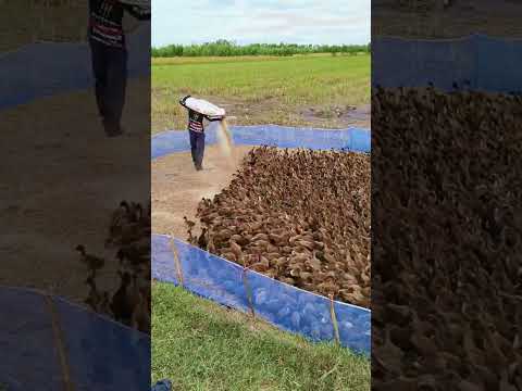 Criando patos no meio do arroz