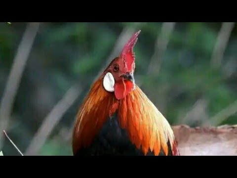 inilah perbedaan ayam hutan merah jawa dan ayam hutan sumatra ......?