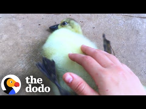 Baby Goose With Crooked Neck Finally Stands Up | The Dodo