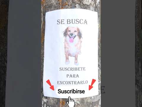 MI PERRITO SE PERDIÓ 💔😭