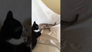 Katzen Lieblingsbeschäftigung
