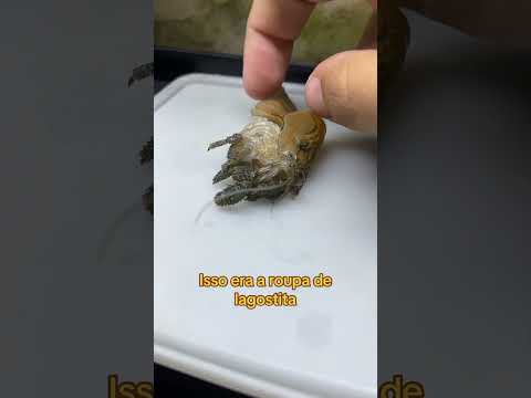 Seu queixo vai cair quando descobrir a verdade! #aquarismo