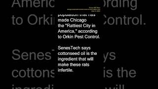 Rat Birth Control - American English Shadowing Speaking Practice with News