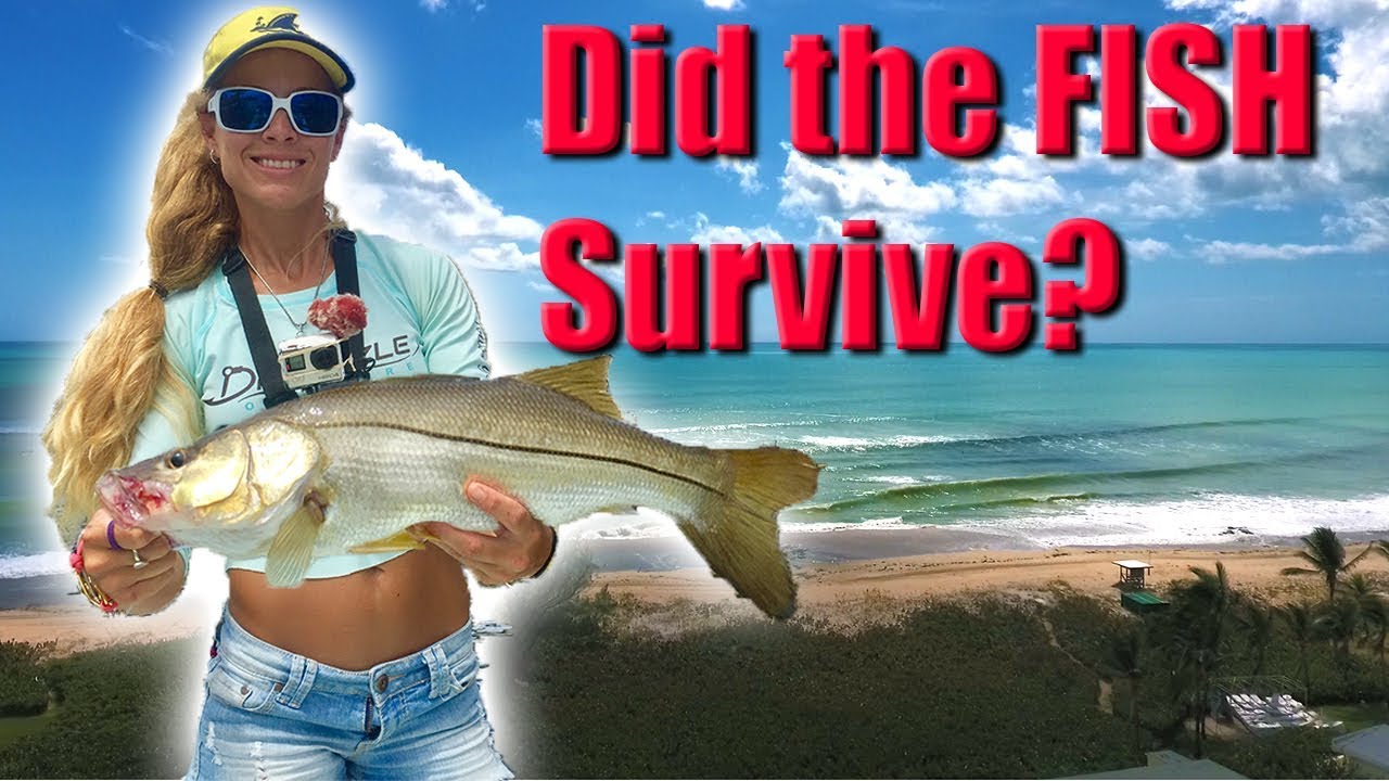 Inshore Fishing Post Hurricane Irma Update! DID THE FISH SURVIVE?