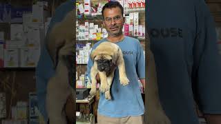 Bull mastiff Male pup #dogs #puppy #breed