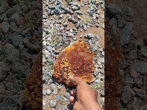 கீழ கிடந்த தேன் அடை வச்சு செய்த மெழுகுவர்த்தி!🔥