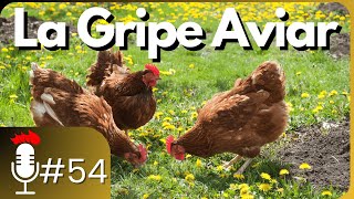 🎙️ LA GRIPE AVIAR: ¿Podemos seguir criando gallinas? ¿Qué medidas tomar? | Podcast #54