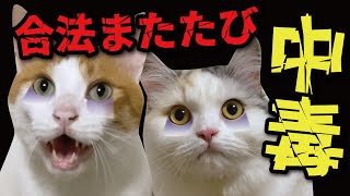 中毒になってしまった猫たちがこちら…【関西弁でしゃべる猫】【猫アテレコ】