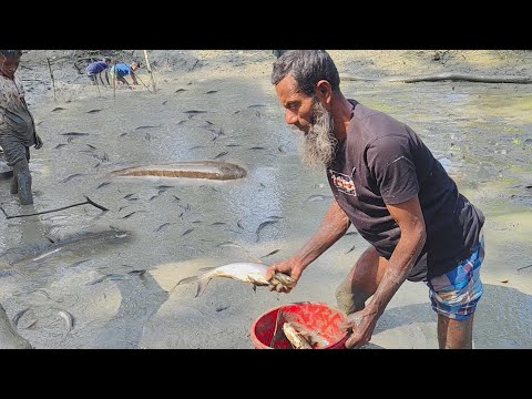 গ্রামের রাস্তার পাশে পুকুর সেচ দিয়ে বড় বড় শোল সাকার পাঙ্গাশ শিং টাকি মাছ ধরার ভিডিও। Village fishing