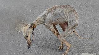 Starving Dog Cried In Despair: "I've Been Tied Up For 10 Years"...The Day He Was Freed Was So Happy!