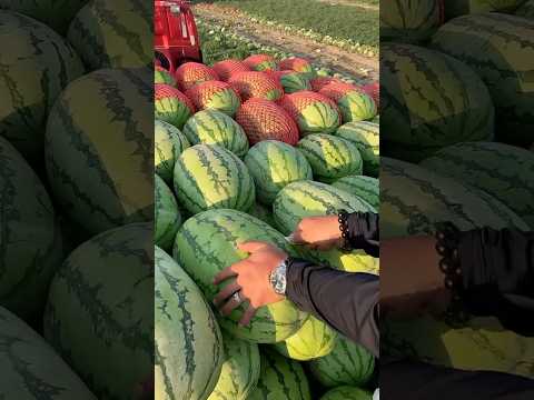 Нарезка 🍉🤤🔪