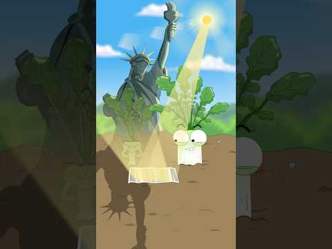 Do you know why pebbles are placed on watermelon seedlings?#shorts