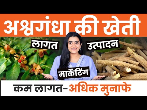 अश्वगंधा की खेती कैसे करें? पूरी जानकारी, लागत और मुनाफा | Ashwagandha Farming Guide