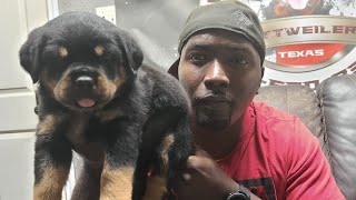 Where have all the Rottweiler breeders gone?