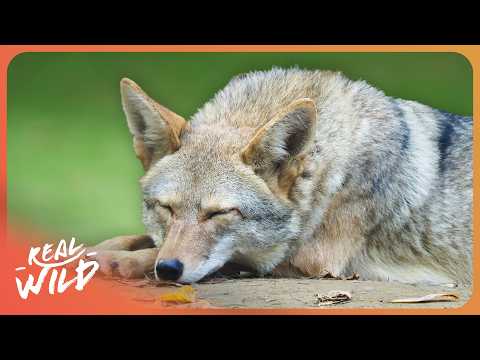 3 More Hours Of Animal Facts To Fall Asleep To