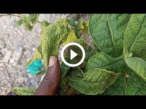 LWAKI nvaamu amazzi agalinga amata agafudde ate nga galimu olusaayisaayi By Kansiiwa
