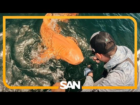 Jaws-dropping: One-of-a-kind orange shark discovered off Costa Rica
