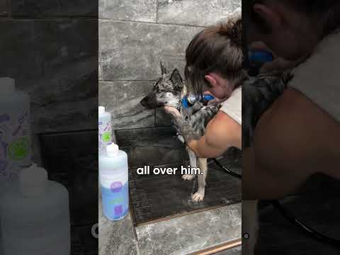 Husky Escaped Home To Live With His Favourite Human #thekoala #dogs #doglover #husky #animallover