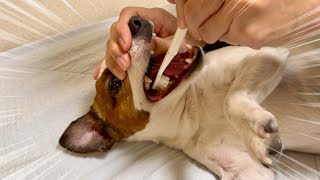 愛犬の口に歯ブラシをねじ込む