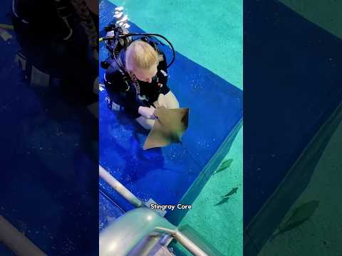 Stingray Core: Stingray is the puppy in the sea.#stingray #core #funny #animals