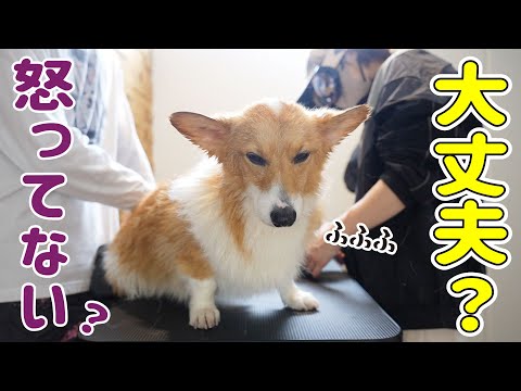 怒っていないか気を使われながら犬洗いされるコーギー