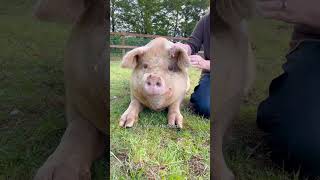 That kiss at the end 😍 Why do pigs need sunscreen? The same reason we do!