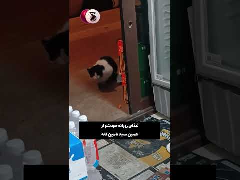این گربه هر روز از مغازم سوسیس میدزدید 🫠😂