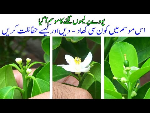 What I Learned from Growing LEMONS in the Rainy Season