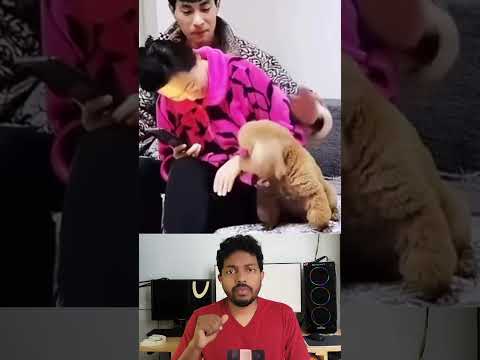 Who's Disturbing Me? - Cute Puppy's Adorable Fight! 🐶💢 #shorts #entertainment #pets