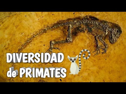 🦍ORIGEN y EVOLUCIÓN de los PRIMATES 🐵