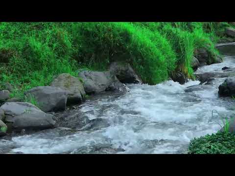 Suara sungai terbaik sepanjang masa untuk meditasi, tidur nyenyak, dan relaksasi total #nature