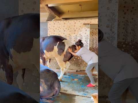 सेवा 🤲 #bekind #rescued #cow #mata #maa #ytshorts
