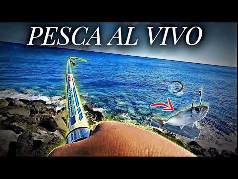 Cómo Pescar con CARNADA VIVA 🤯🎣 Así Lo HAGO 🔥 (Pesca Tenerife🌴) | YoSoyHader 🎣