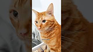Prefiero a mi gato. #sayapo_cats #gatos #gatitostiernos #gato