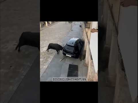 UN TORO ENVISTE UN VEHICULO