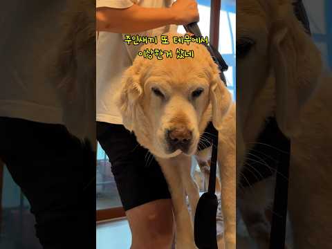 주인이 꿈꿨던 원대한 꿈