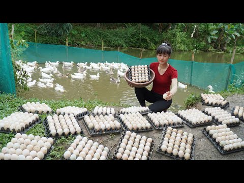 1005 eggs found near the ducks - Harvesting a lots of eggs and Transport by 4 wheel truck to sell