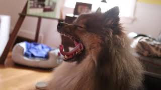 Canon Rebel SL2 Video Test 1080p Indoor Low Light