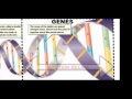 Exploring DNA Structure and Replication