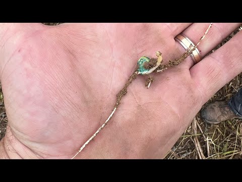 Checking corn I planted