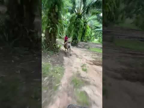 #malaysia #পাম_বাগান