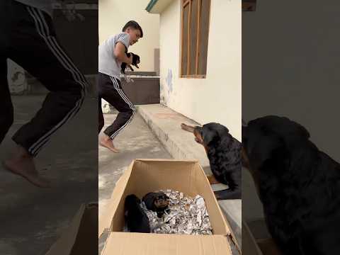 Rottweiler ke puppies le kr bhag gya 😂mother reaction 🥰#rottweiler #puppy #motherlove