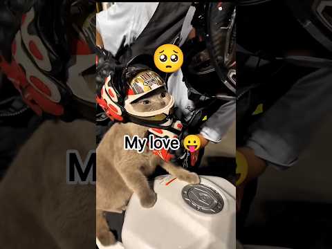 cat lover bike rider 👿 #trending #cute #cat #bike #rider #zx10r #ktmduke #love #song #shorts