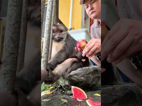 Maybe she don't like it. #cuteanimals #cute #monkey #animals