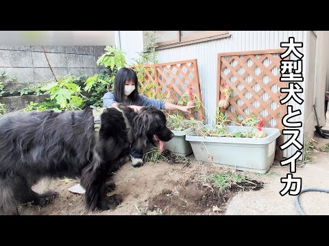 猫と犬と私の借家生活！猛暑のスイカ！